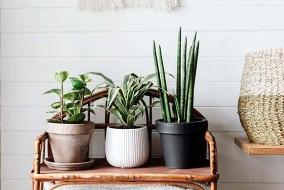 1749218251 560 Plants Direction Fill your house with greenery but in the