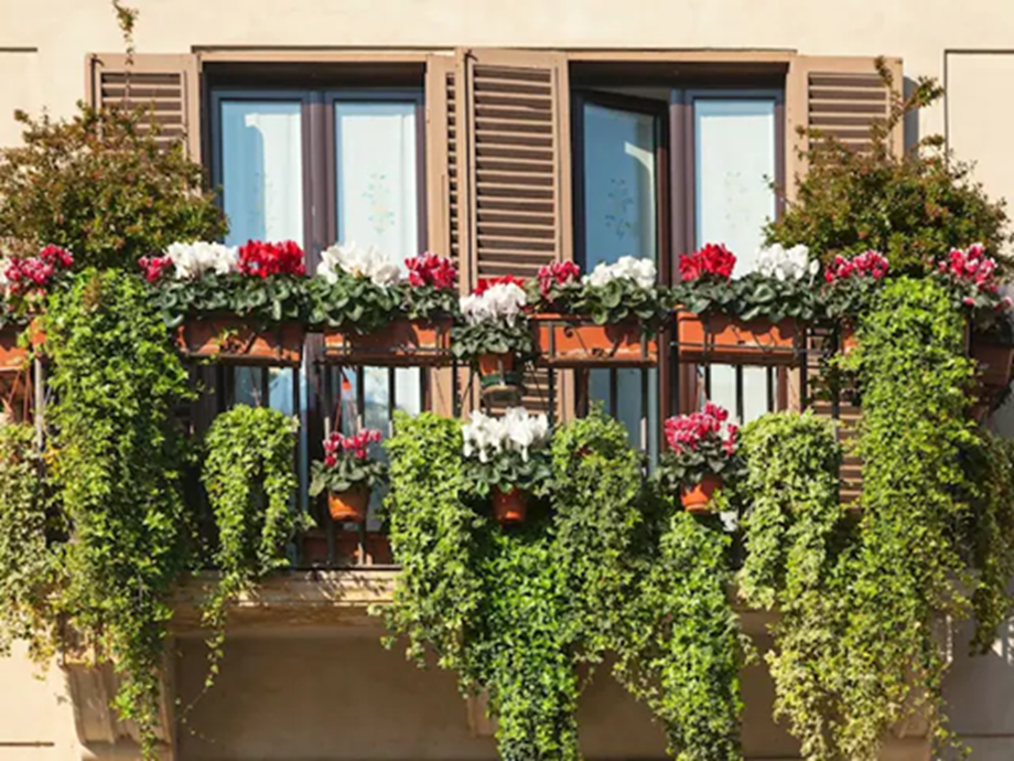 1749218251 651 Plants Direction Fill your house with greenery but in the